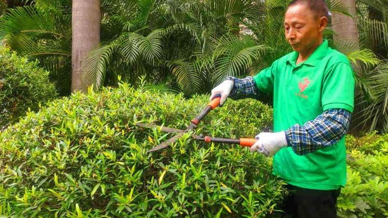 别墅墙面绿化：与普通外墙的五大差异解析