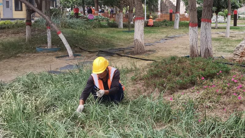 绿化苗木种植：如何提升成活率与施工效率**